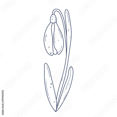 Hand drawn outline snowdrop flower vector illustration