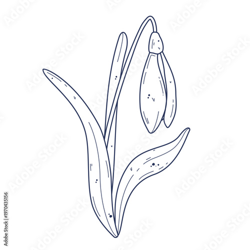 Doodle snowdrop flower vector illustration. Outline editable stroke element