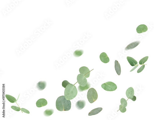 Green eucalyptus leaves falling on white background