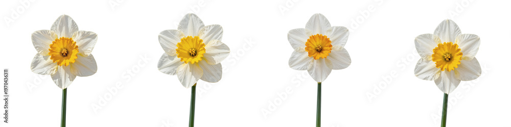 Obraz premium Bright daffodils in a row against a black background for a spring-themed illustration