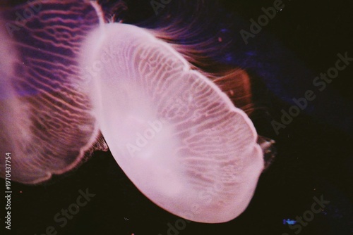 jellyfish in the aquarium