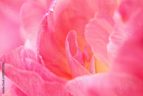 pink tulip closeup