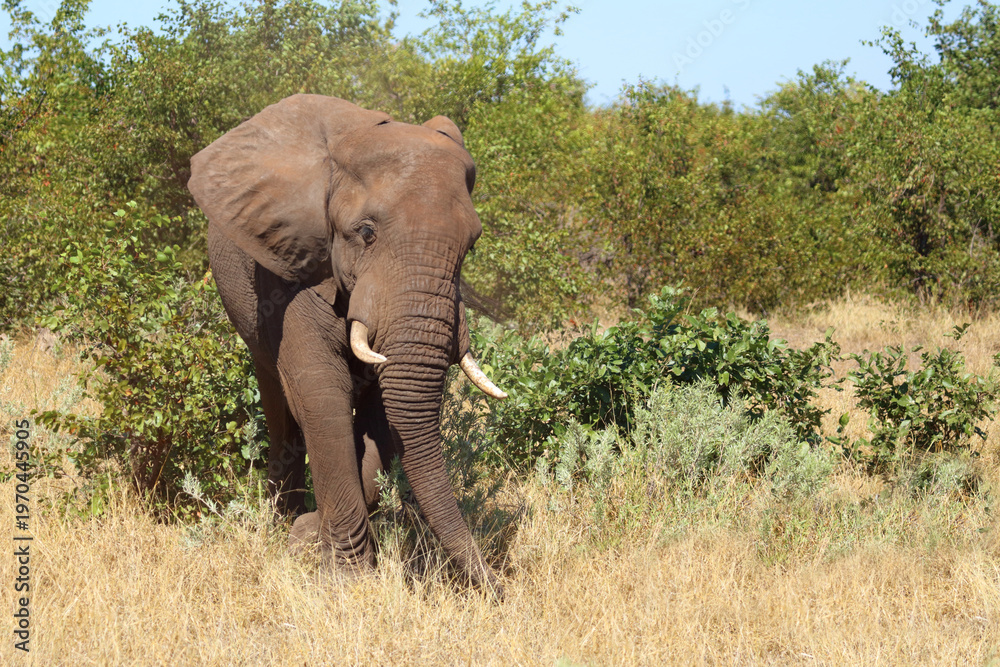 Fototapeta premium Afrikanischer Elefant / African elephant / Loxodonta africana