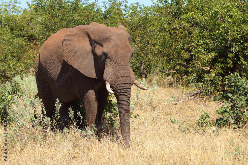 Fototapeta premium Afrikanischer Elefant / African elephant / Loxodonta africana