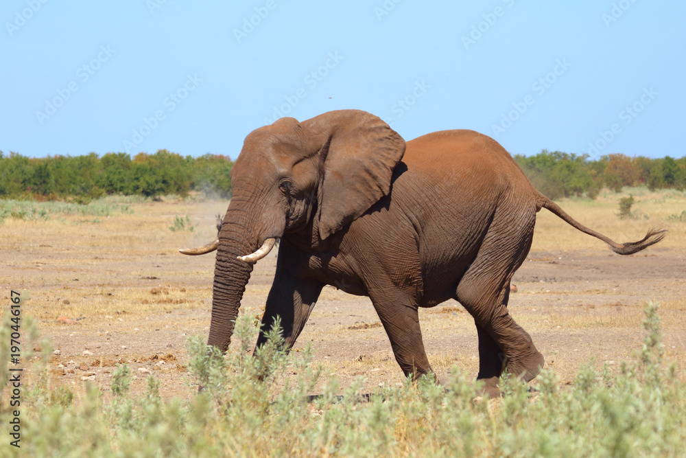 Fototapeta premium Afrikanischer Elefant / African elephant / Loxodonta africana