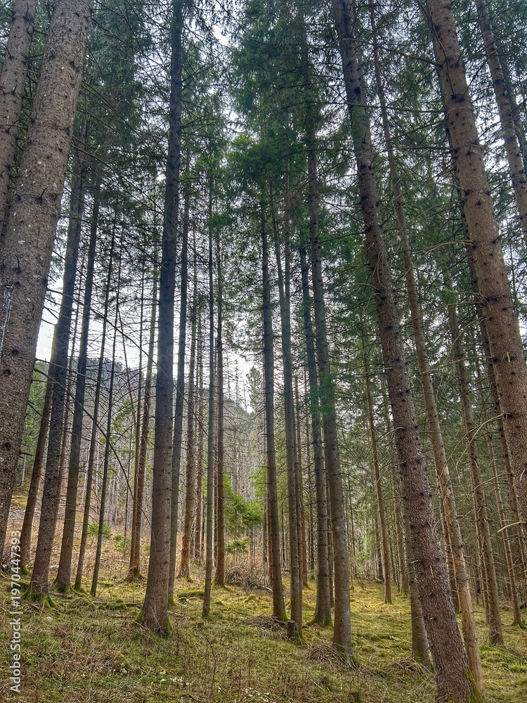 Fototapeta premium bosque de italia., con arboles milenarios. dia de primavera rodeado de arboles altos.