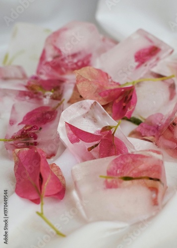 pink rose petals