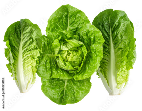 Fresh, crisp green leafy vegetables, vibrant and healthy