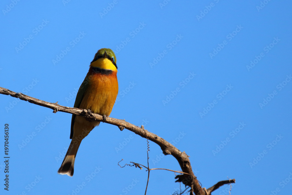 Obraz premium Zwergspint / Little bee-eater / Merops pusillus