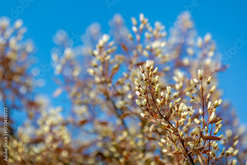 фотографія Selective focus shrub of wild white flowers in the wood, Amelanchier lamarckii a
