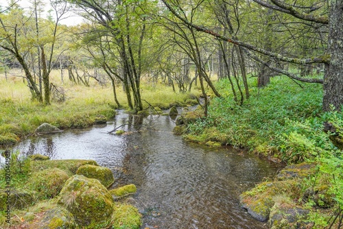 清流と苔むした岩が美しい静かな森の風景