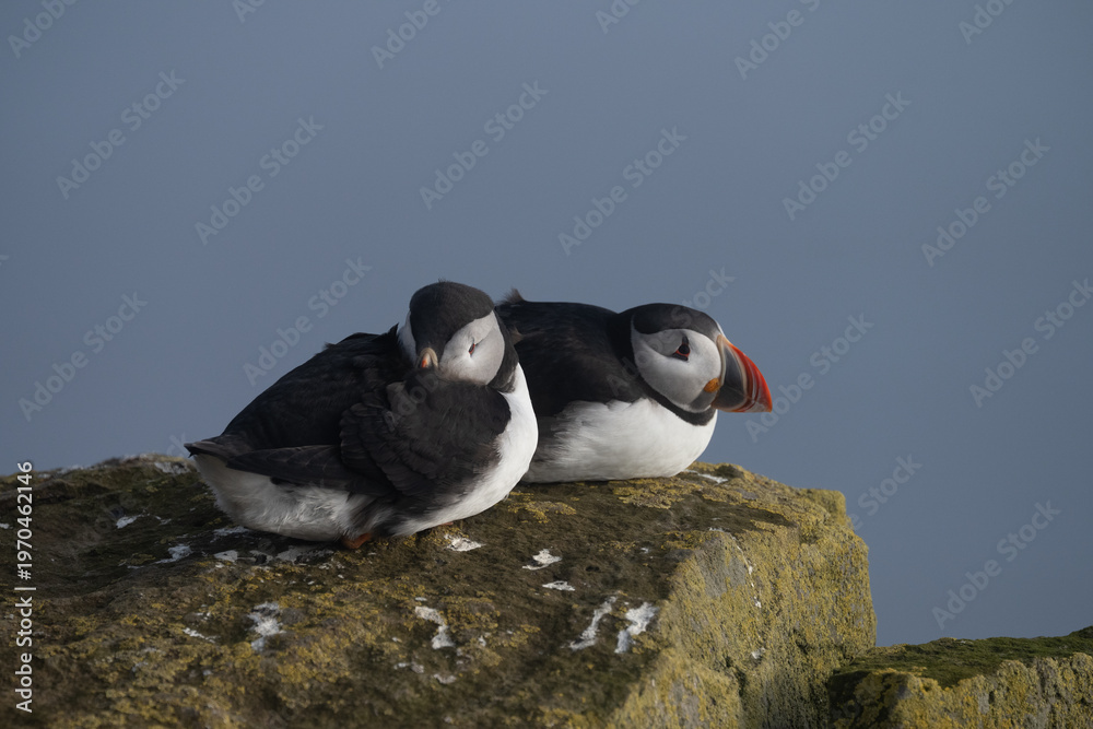 Fototapeta premium Puffin
