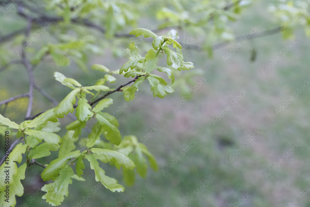 Fototapeta premium Fresh Young Oak Leaves Branch Young light green oak foliage budding on thin branch against soft blurred park background