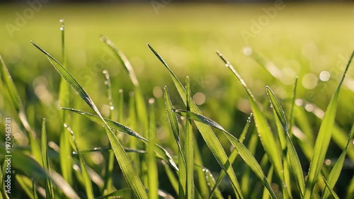 Close up of green grass blades with morning dew drops glistening in sunlight.