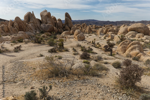 Joshua Tree National Park