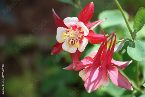 Konstfotografi red and white columbine
