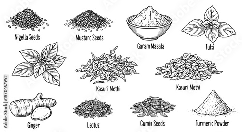 Set of Indian herbs plant Nigella Seeds, Mustard Seeds, Garam Masala, Tulsi, Kasuri Methi, Ginger, Cumin Seeds, Turmeric Powder. hand drawn style. black and white line art drawing
