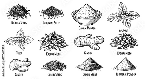 Set of Indian herbs plant Nigella Seeds, Mustard Seeds, Garam Masala, Tulsi, Kasuri Methi, Ginger, Cumin Seeds, Turmeric Powder. hand drawn style. black and white line art drawing
