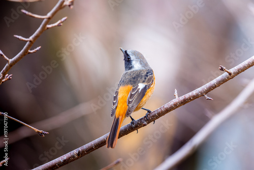 Photos 枝にとまるジョウビタキのオス