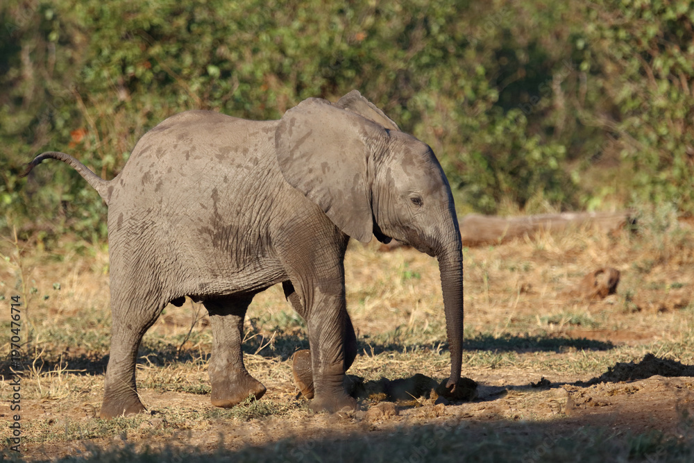 Obraz premium Afrikanischer Elefant / African elephant / Loxodonta africana