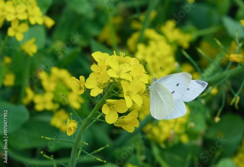 菜の花にモンシロチョウ