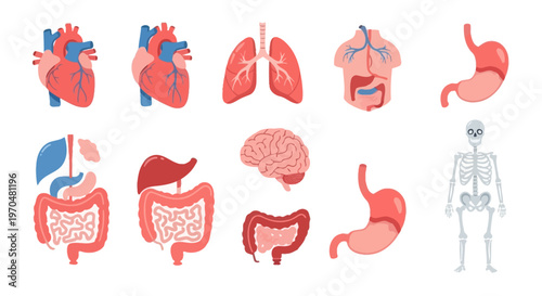 Collection of Human Internal Organs and Skeleton Illustrations. Vector Icon. EPS Editable
