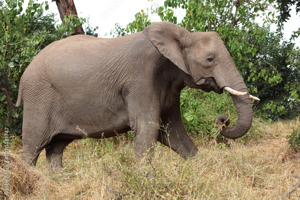Fototapeta premium Afrikanischer Elefant / African elephant / Loxodonta africana