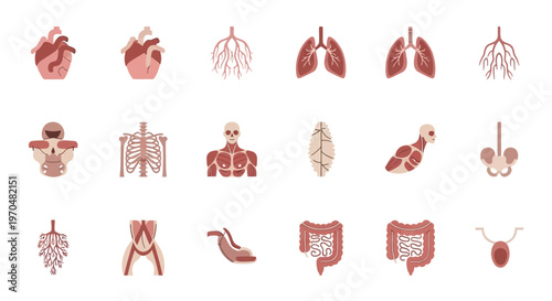 Comprehensive collection of human internal organs and anatomical body systems. Vector Icon. EPS Editable