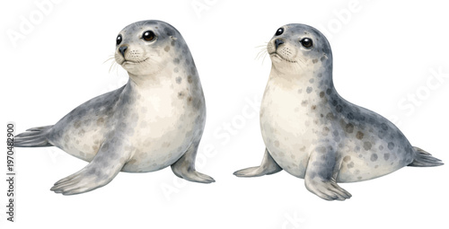 A charming watercolor collection of baby seals featuring cute gray marine animals with soft spotted fur illustrated in a gentle wildlife style.