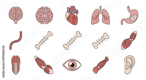 Human Body Organs and Bones Illustration. Vector Icon. EPS Editable