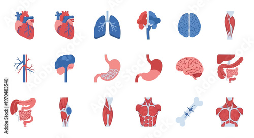 Human Internal Organ Illustrations Medical. Vector Icon. EPS Editable