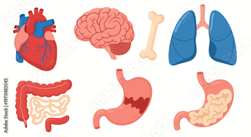 Human Internal Organs Anatomy Models. Vector Icon. EPS Editable