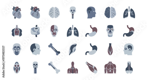 Human Internal Organs Anatomy Illustration Part 1. Vector Icon. EPS Editable