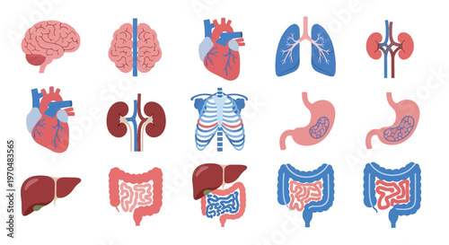 Human Internal Organs Anatomy Illustration. Vector Icon. EPS Editable