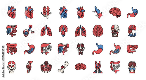 Human Internal Organs Medical Illustrations. Vector Icon. EPS Editable