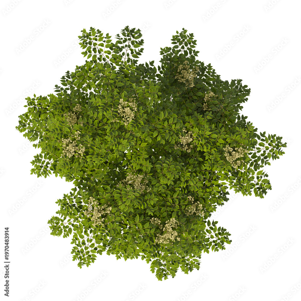 Obraz premium Single green Devil's walkingstick tree isolated on transparent background. Shrub isolated on transparent background. young plant or young tree isolated on white background. Small tree PNG. Shrub PNG.