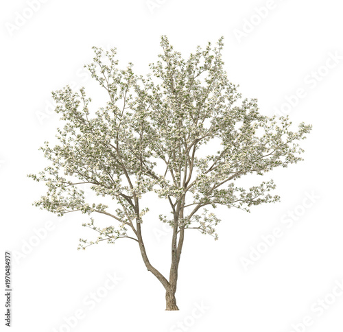 Fotografie White Flowering dogwood tree isolated on transparent background