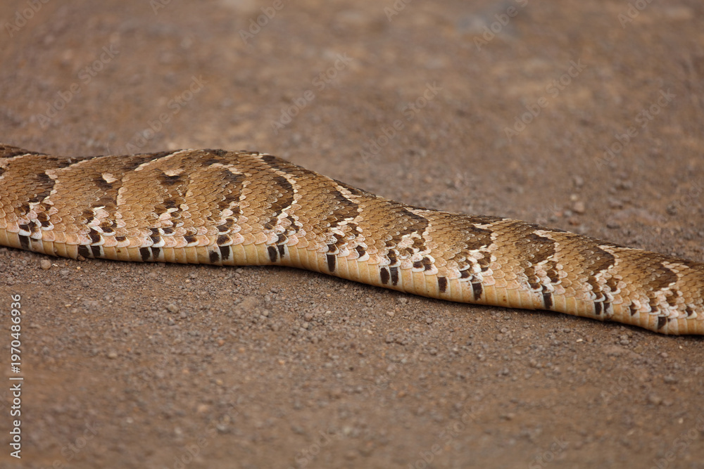 Obraz premium Puffotter / Puff adder / Bitis arietans arietans