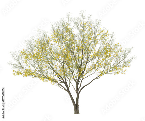 Bild auf Leinwand yellow flowering tree isolated on transparent background