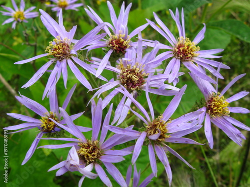 Bilde på lerret Detailed Closeup Of A Showy Aster