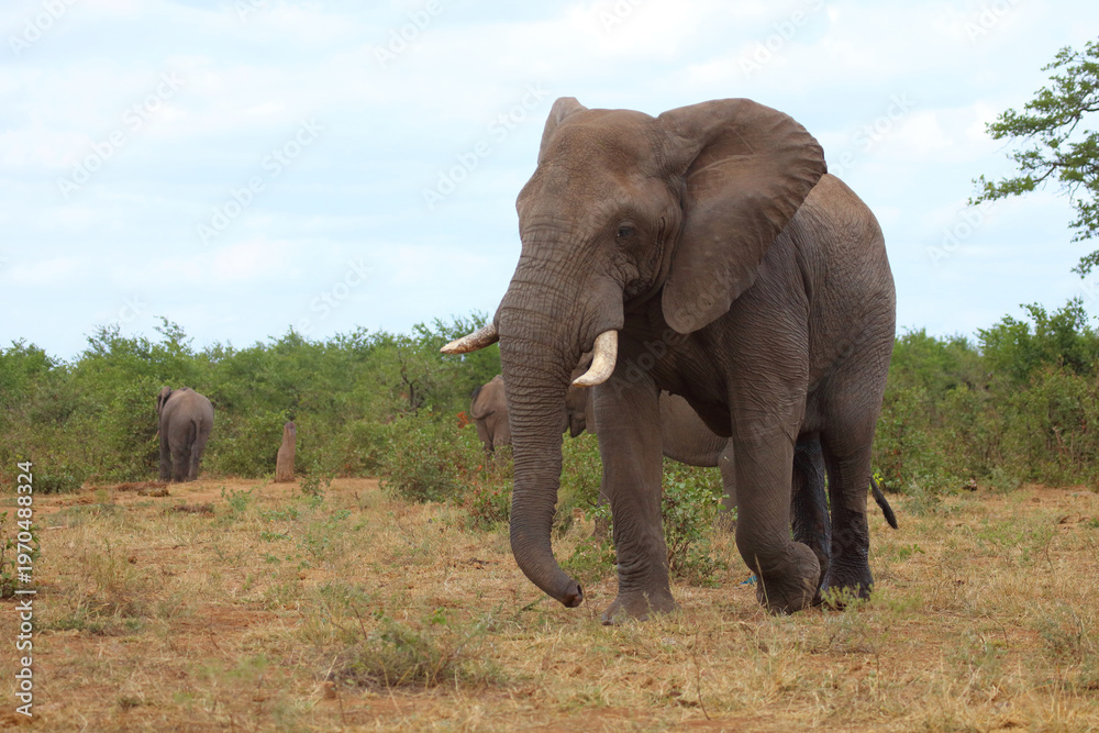 Fototapeta premium Afrikanischer Elefant / African elephant / Loxodonta africana
