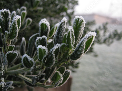 фотографія Frosted Foliage One Frozen Autumn Morning