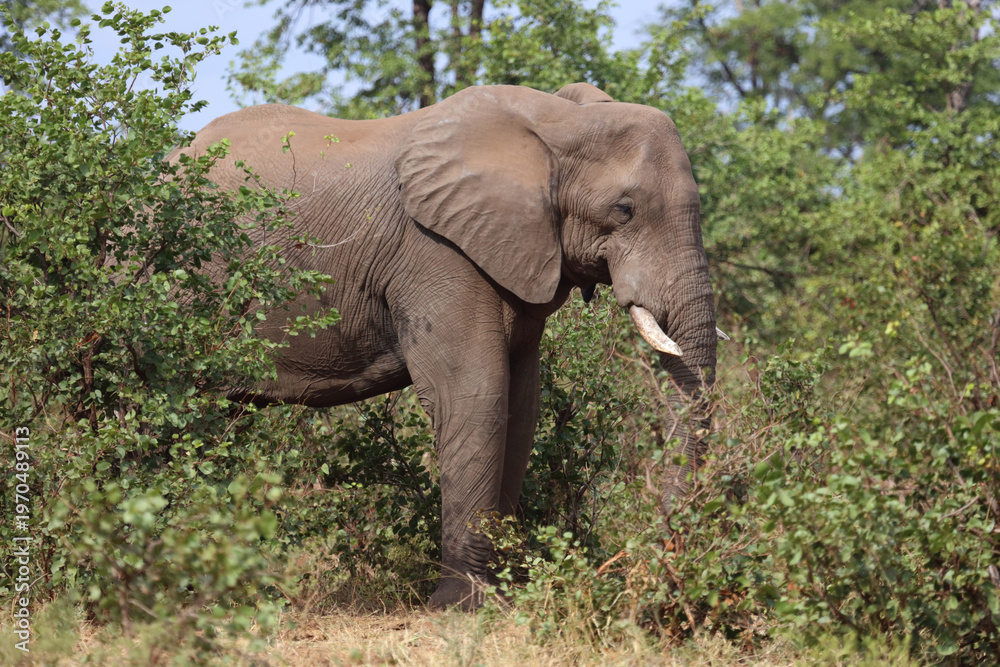 Fototapeta premium Afrikanischer Elefant / African elephant / Loxodonta africana