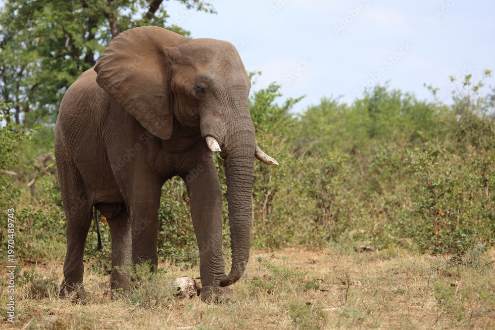 Fototapeta premium Afrikanischer Elefant / African elephant / Loxodonta africana