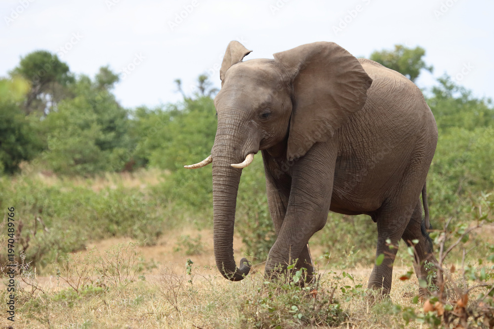 Fototapeta premium Afrikanischer Elefant / African elephant / Loxodonta africana