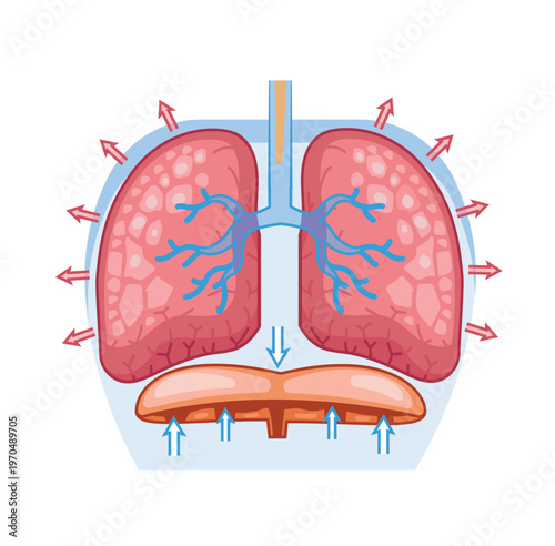 Lung Exhalation Diagram with Diaphragm Movement