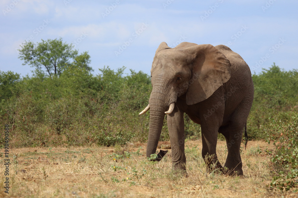 Fototapeta premium Afrikanischer Elefant / African elephant / Loxodonta africana