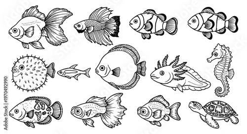Black and white outline drawings of diverse aquatic animals, including fish, an axolotl, seahorse, and turtle.