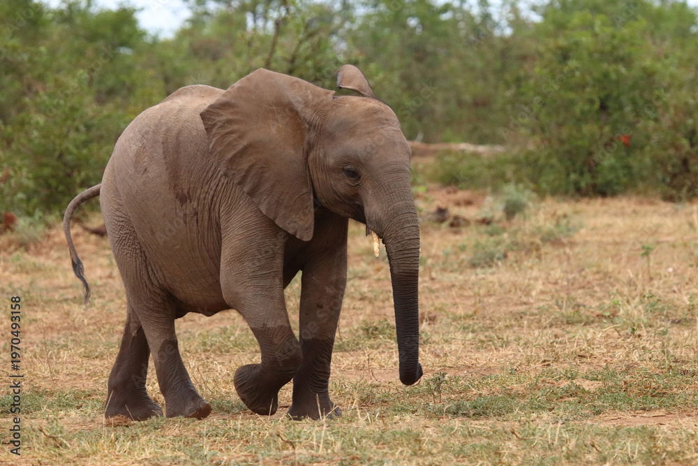 Obraz premium Afrikanischer Elefant / African elephant / Loxodonta africana