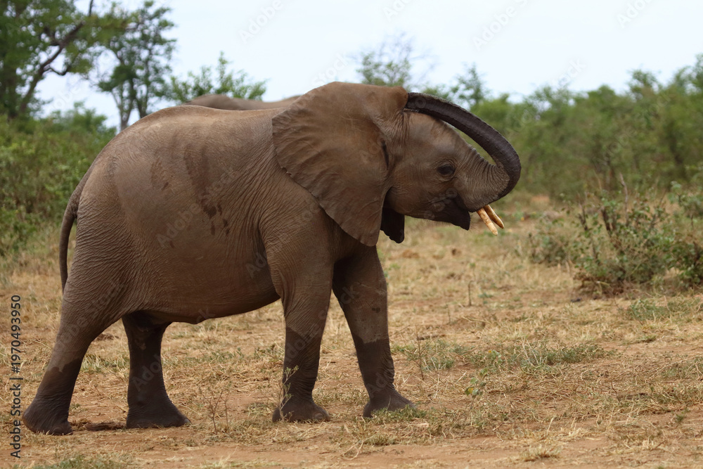Obraz premium Afrikanischer Elefant / African elephant / Loxodonta africana